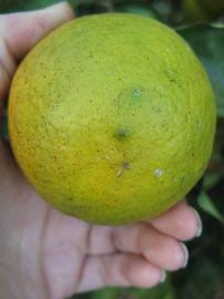              Fruit (Winter Haven, FL)       