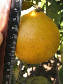              Fruit (Winter Haven, FL)       