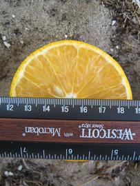              Fruit cross-section (Winter Haven, FL)       