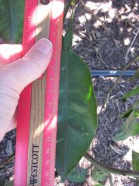              Unifoliolate leaf (Winter Haven, FL)       