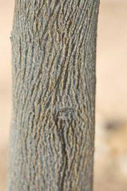            Bark (Riverside, CA)   