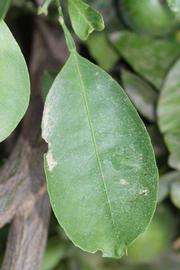              Unifoliolate leaf (Riverside, CA)       