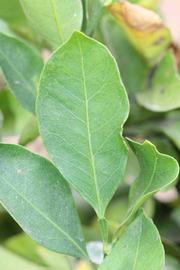              Unifoliolate leaf (Riverside, CA)       