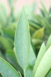              Unifoliolate leaf (Riverside, CA)       