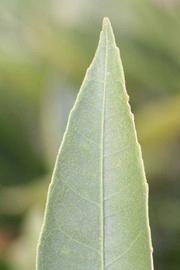              Margin (Riverside, CA)       