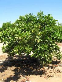            Habit (Riverside, CA)   