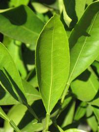              Unifoliolate leaf (Riverside, CA)       