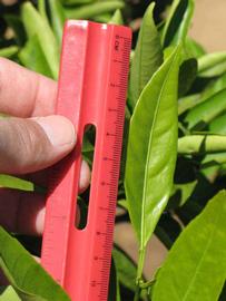              Unifoliolate leaf (Riverside, CA)       