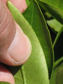              Margin (Riverside, CA)       