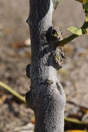              Bark (Riverside, CA)       