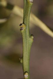              First year twig (Riverside, CA)       