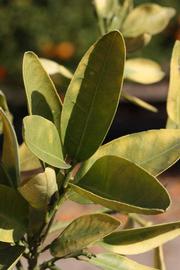              Sun leaves (Riverside, CA)       