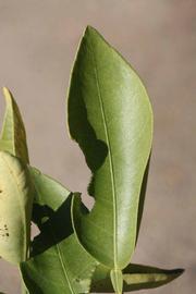              Unifoliolate leaf (Riverside, CA)       