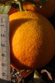              Fruit (Riverside, CA)       