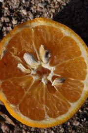              Fruit cross-section (Riverside, CA)       