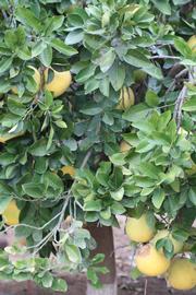            Habit (Moanalua, Riverside, CA)   