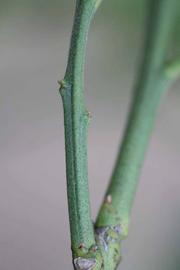            First year twig (Moanalua, Riverside, CA)   