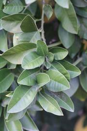            Sun leaves (Moanalua, Riverside, CA)   