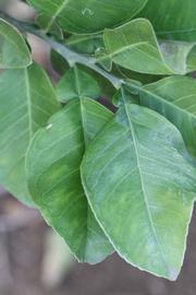            Shade leaves (Moanalua, Riverside, CA)   