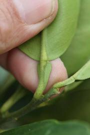            Petiole (Moanalua, Riverside, CA)   