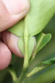            Petiole (Moanalua, Riverside, CA)   