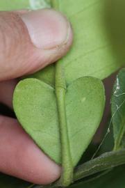            Petiole (Moanalua, Riverside, CA)   