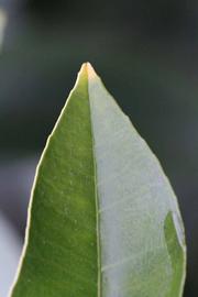            Margin (Moanalua, Riverside, CA)   