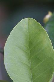            Margin (Moanalua, Riverside, CA)   