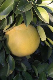            Fruit (Moanalua, Riverside, CA)   