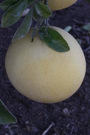            Fruit (Moanalua, Riverside, CA)   