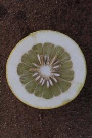            Fruit cross-section (Moanalua, Riverside, CA)   