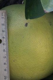            Fruit (Moanalua, Riverside, CA)   