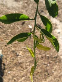            Shade leaves (Winter Haven, FL)   
