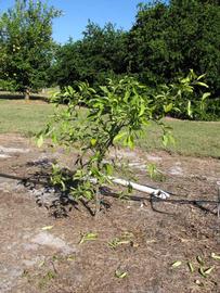              Habit (Winter Haven, FL)       