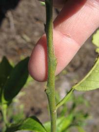              First year twig (Winter Haven, FL)       