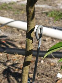              Bark (Winter Haven, FL)       