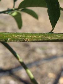              Second - third year twig (Winter Haven, FL)       