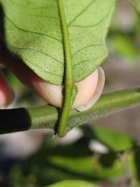              Petiole (Winter Haven, FL)       