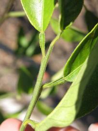              First year twig (Winter Haven, FL)       