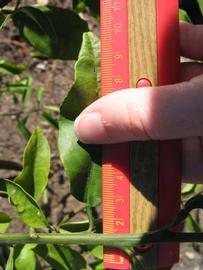              Unifoliolate leaf (Winter Haven, FL)       