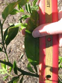              Unifoliolate leaf (Winter Haven, FL)       