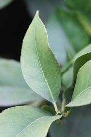                 Unifoliolate leaf (Monroe, Riverside,   CA)       