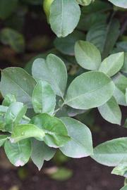               Shade leaves (Monroe, Riverside,   CA)   