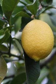                Fruit (Monroe, Riverside, CA)       