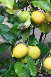                Fruit (Monroe, Riverside, CA)       