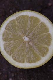                Fruit cross-section (Monroe, Riverside,   CA)       