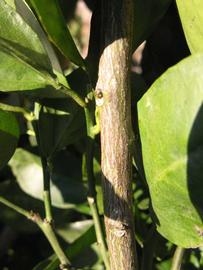              Second - third year twig (Winter Haven, FL)       