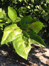            Sun leaves (Winter Haven, FL)   
