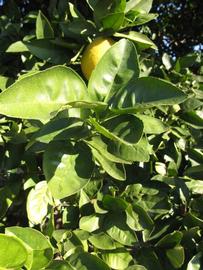           Sun leaves (Winter Haven, FL)   