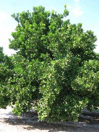            Habit (Winter Haven, FL)   